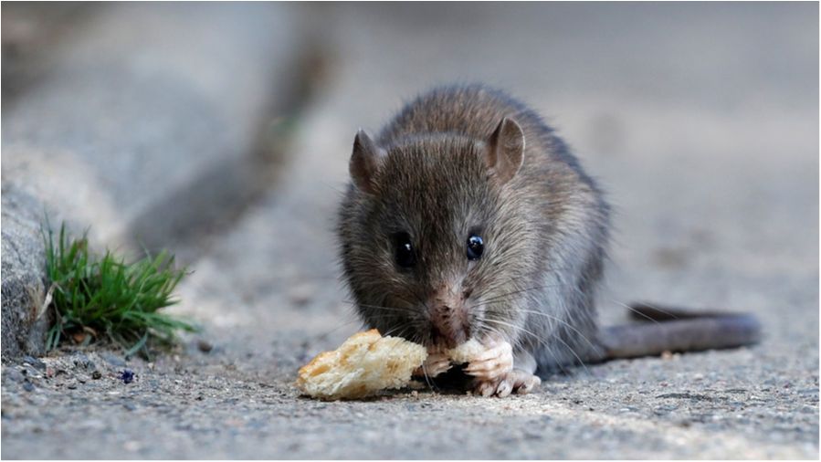 Сміттярі регулярно зазнають нападів щурів - фото 1