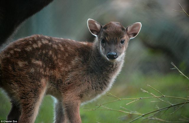 Честерський зоопарк показав фото малюків, народжених у 2017 році - фото 218407