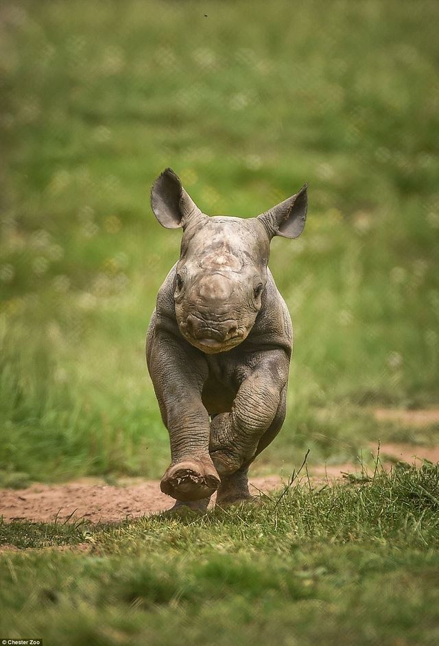 Честерський зоопарк показав фото малюків, народжених у 2017 році - фото 218415