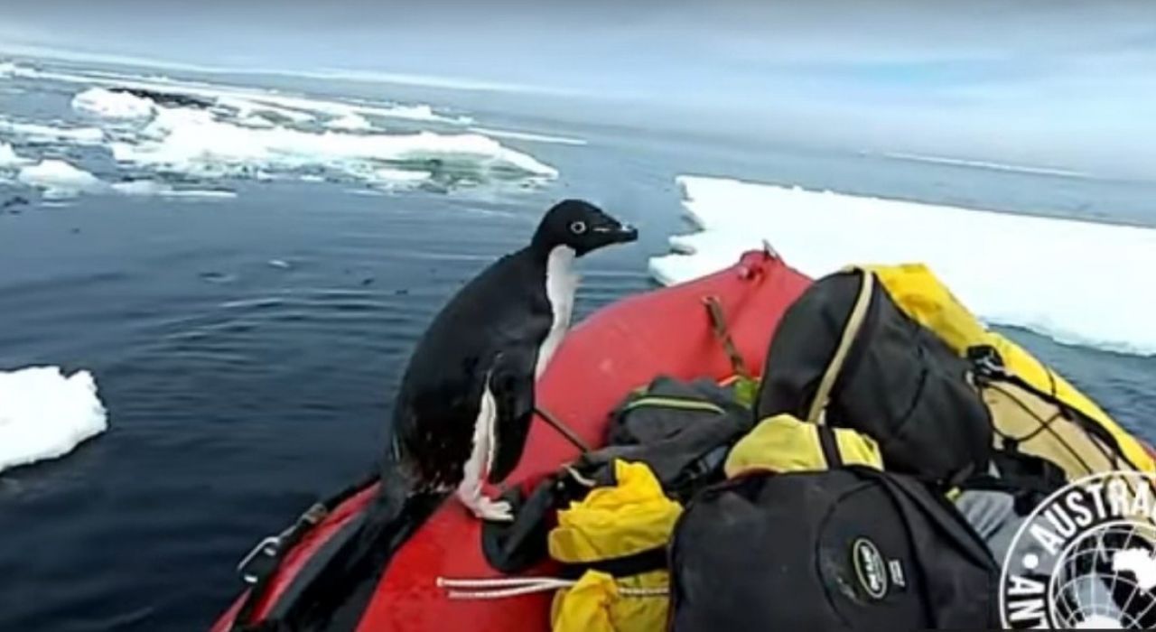 Пінгвін, який застрибнув в човен до вчених, став новою зіркою мережі - фото 1