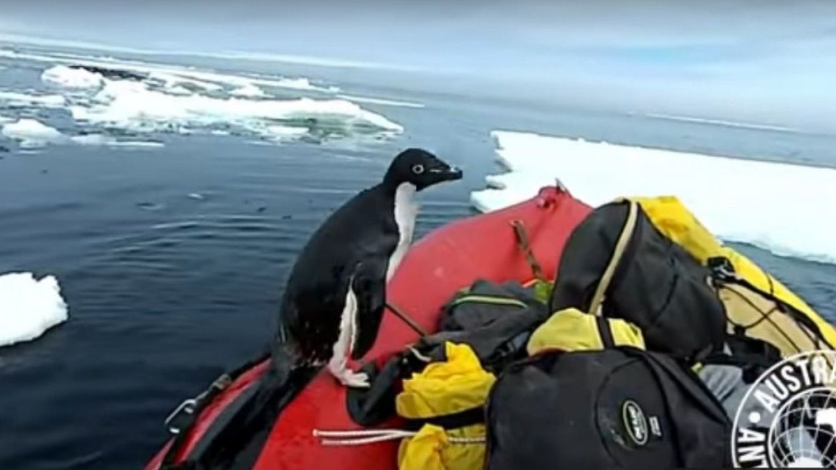 Пінгвін, який застрибнув в човен до вчених, став новою зіркою мережі - фото 1