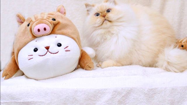 Коти, які відходять від свят - фото 220221