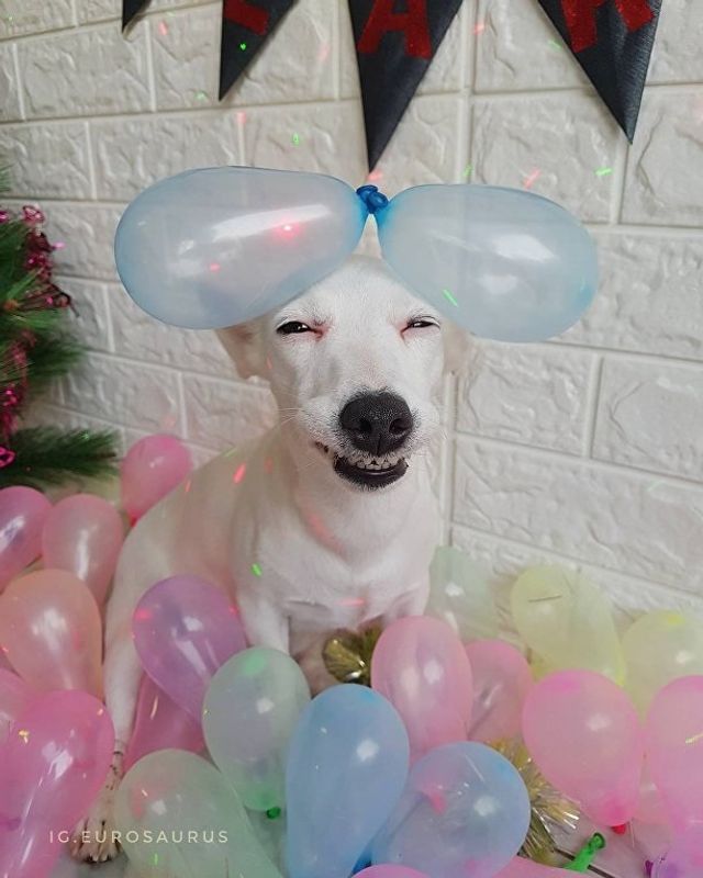 Нова собака-улибака стала зіркою мережі- фото 224093