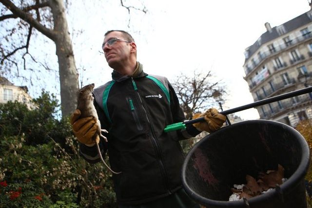 Париж наповнили щури: фотофакт- фото 223575