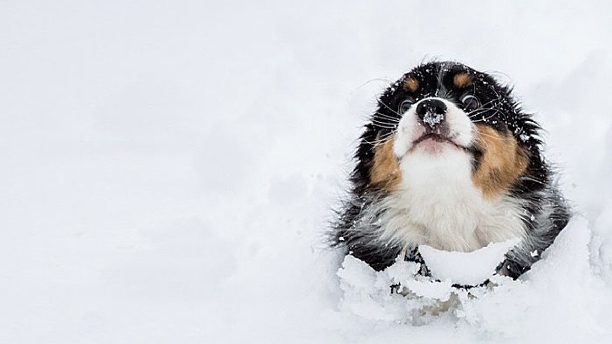 Тварини вперше бачать сніг: - фото 1
