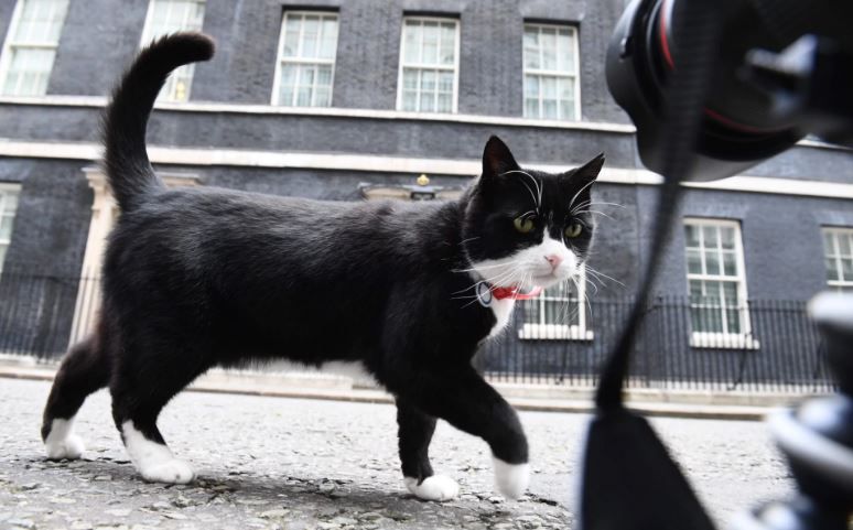 Кіт МЗС Великобританії опинився на жорсткій дієті