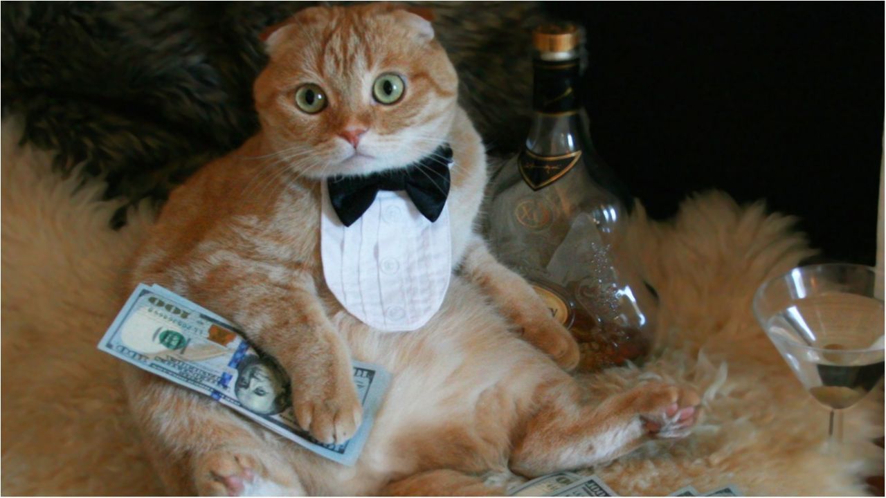 Кіт з Італії отримав шалену спадщину