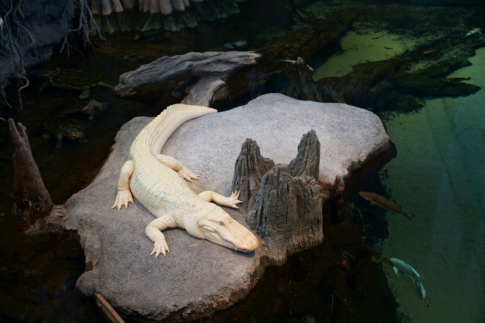 В Австралії виявили рідкісного білого крокодила - фото 1