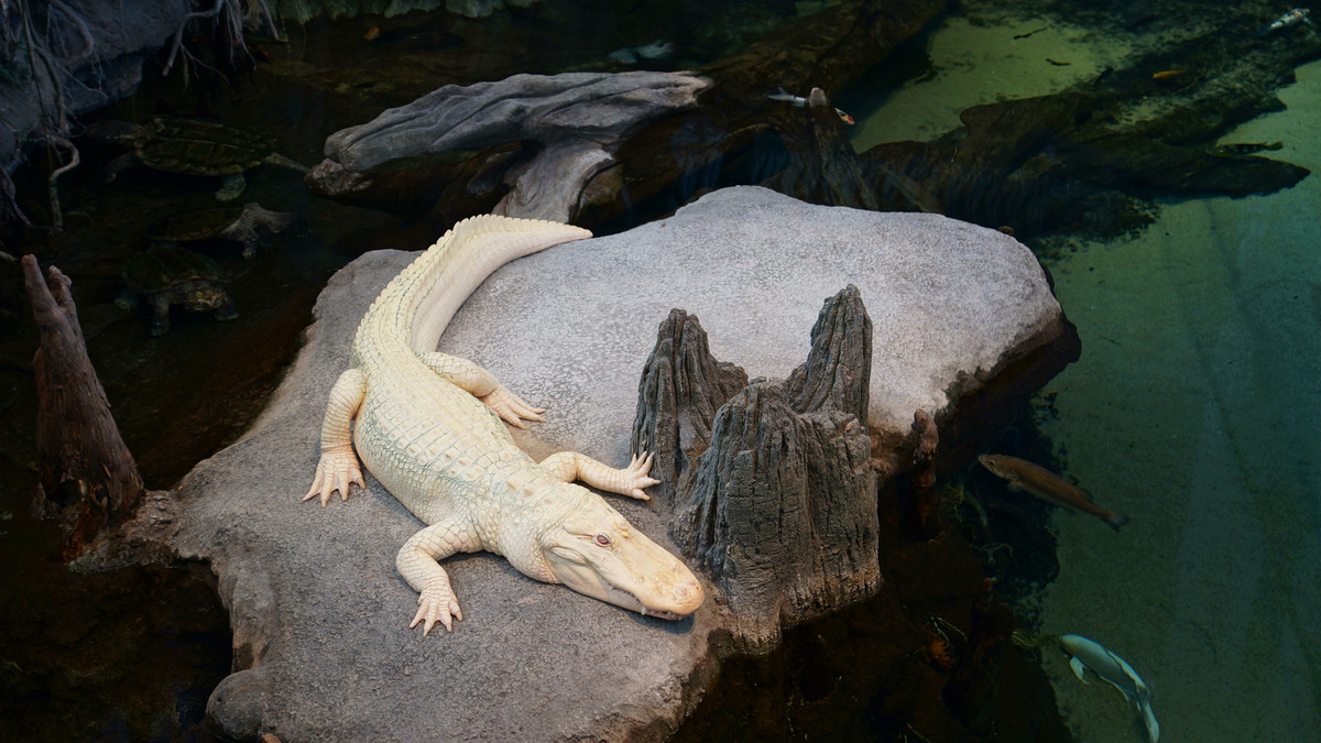 В Австралії виявили рідкісного білого крокодила - фото 1