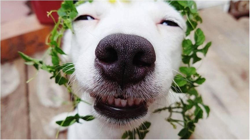 Новий собака-веселун став зіркою мережі