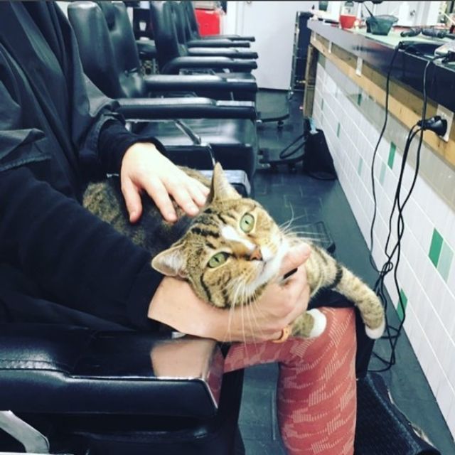 Мережу підкорив пухнастий працівник перукарні- фото 223578