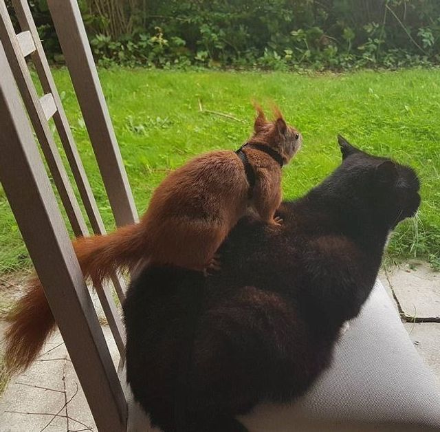 instagram.com/tintin_the_squirrel - фото 222280