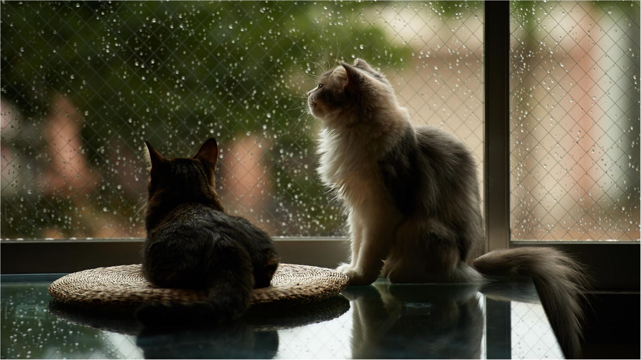 Синоптики розповіли про невтішний прогноз погоди