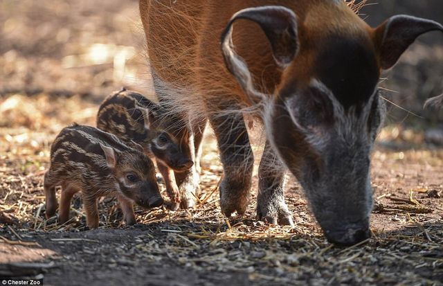 Честерський зоопарк показав фото малюків, народжених у 2017 році - фото 218417