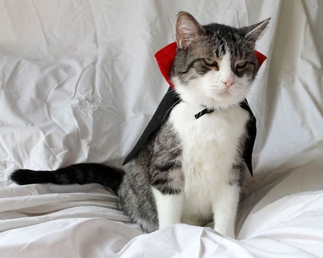 zefirka - фото 219417