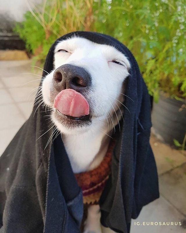 Нова собака-улибака стала зіркою мережі- фото 224098