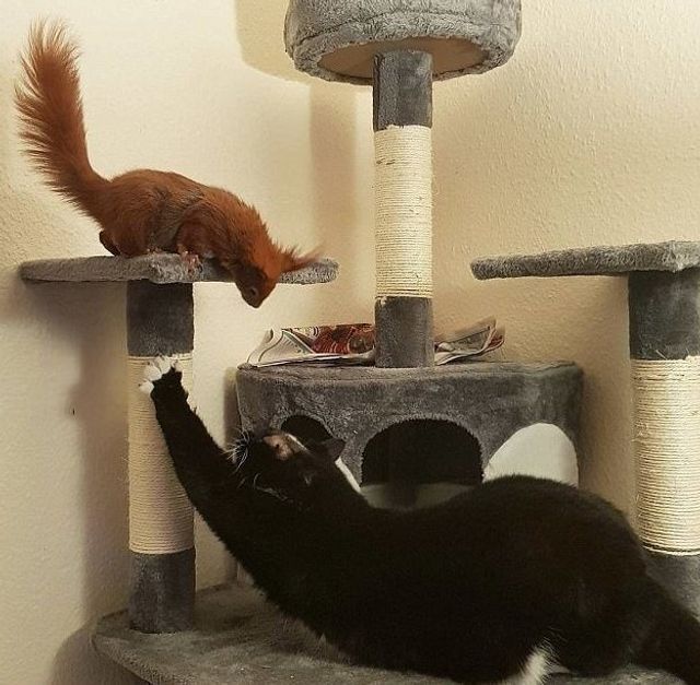 instagram.com/tintin_the_squirrel - фото 222279