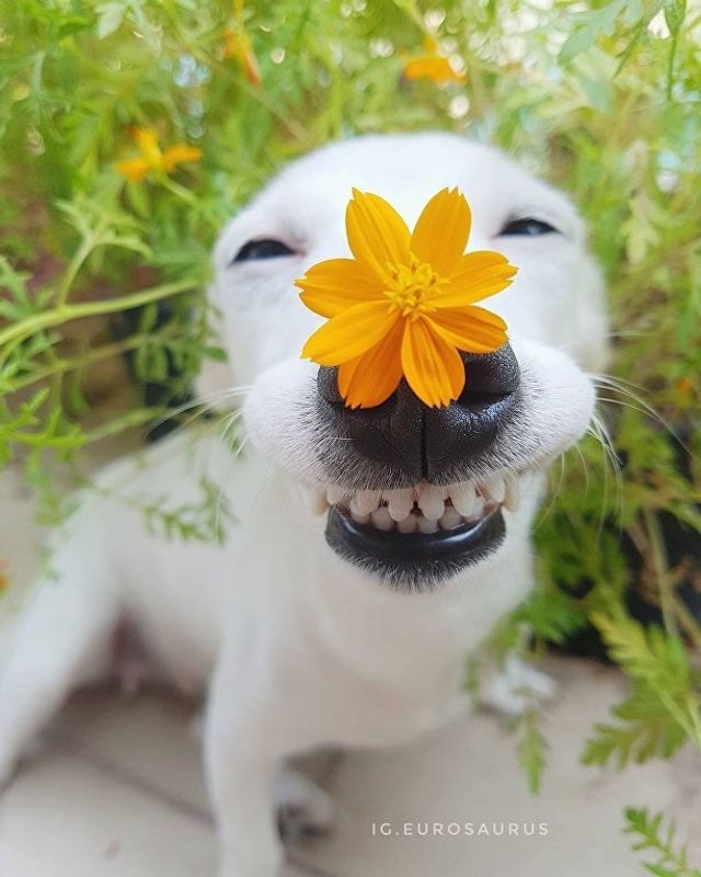 Нова собака-улибака стала зіркою мережі- фото 224094