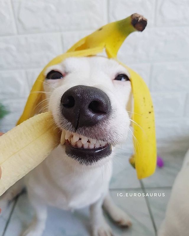 Нова собака-улибака стала зіркою мережі- фото 224099