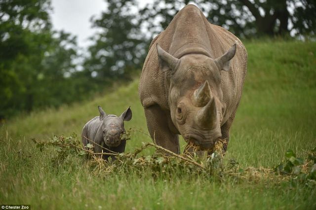 Честерський зоопарк показав фото малюків, народжених у 2017 році - фото 218416