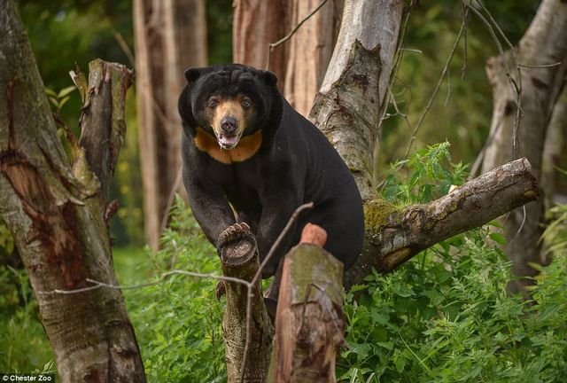 Честерський зоопарк показав фото малюків, народжених у 2017 році - фото 218409