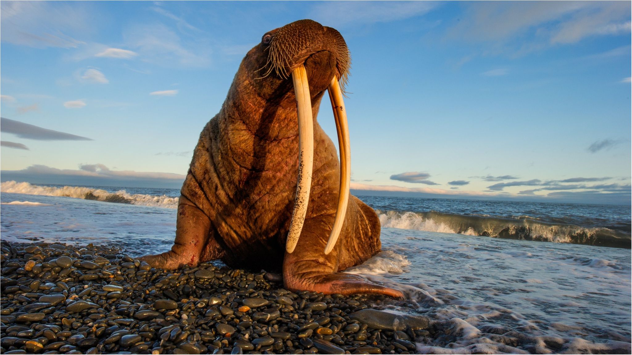 Феномен Ель-Ніньйо полягає в різкому підвищенні температури - фото 1
