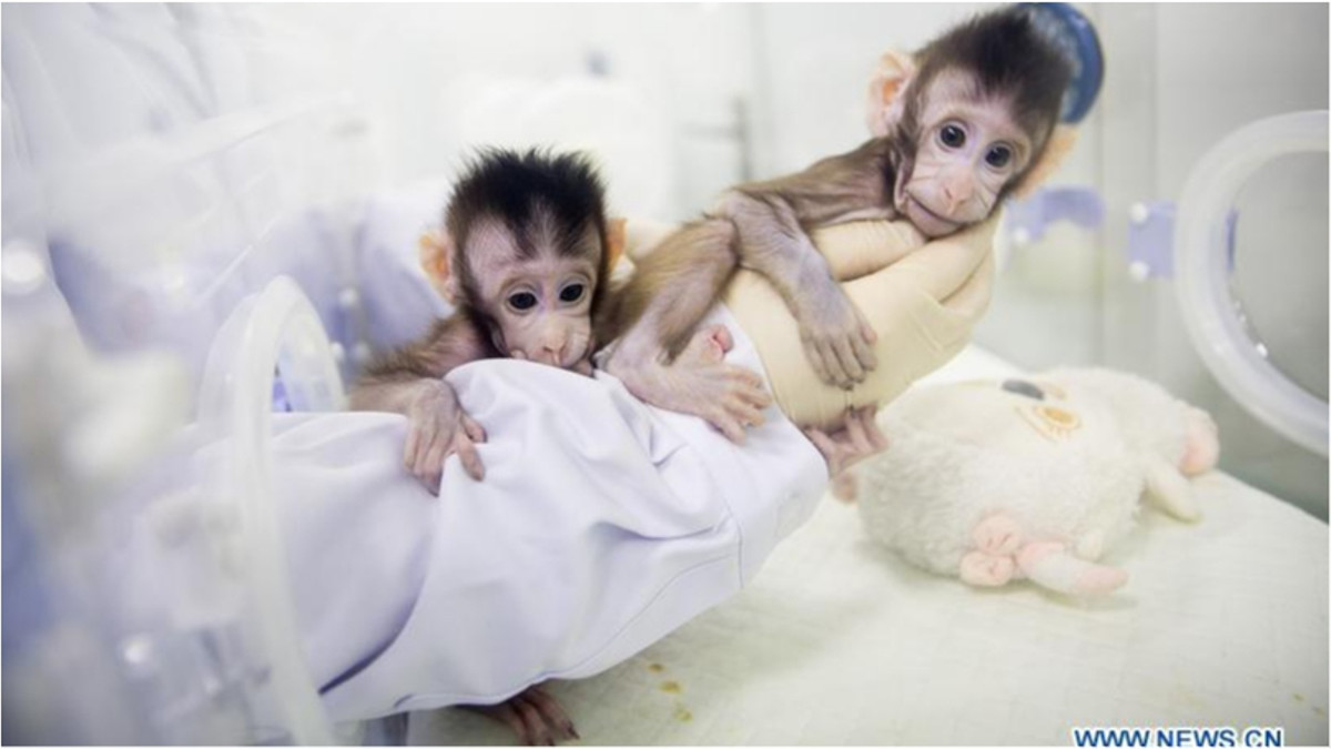Перші в світі клоновані примати - фото 1