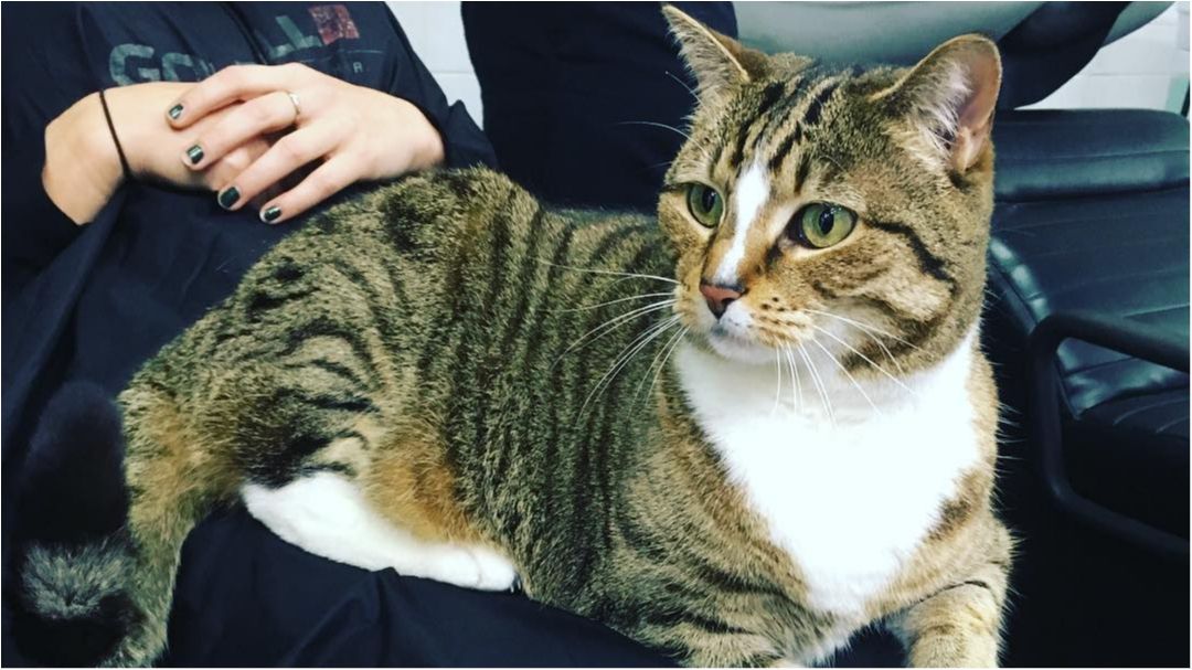 Дружелюбна кицька дозволяє клієнтам по-справжньому розслабитися в кріслі - фото 1