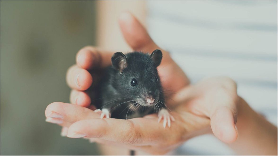 Щурі не винні: науковці розповіли, хто насправді переносив чуму в Європі - фото 1