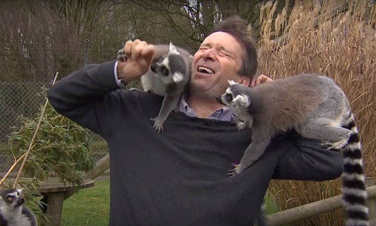 Журналіста ВВС на зйомках атакували лемури: кумедне відео - фото 1