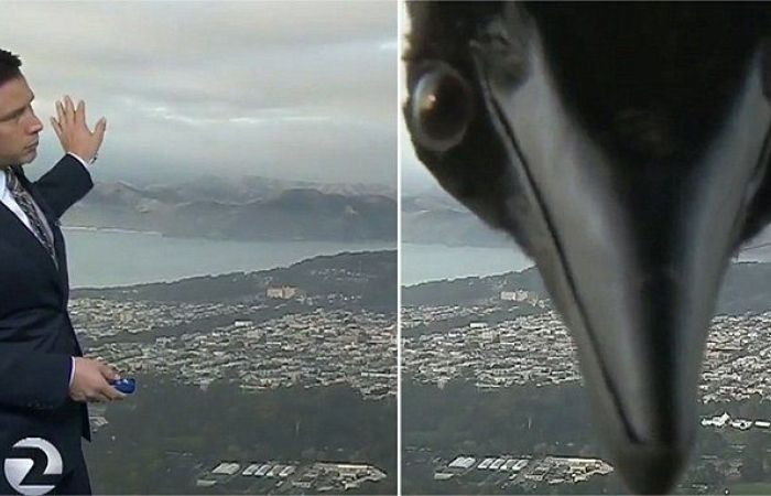 У США прогноз погоди провів крук: відеофакт