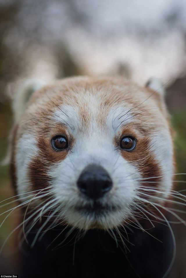 Честерський зоопарк показав фото малюків, народжених у 2017 році - фото 218414