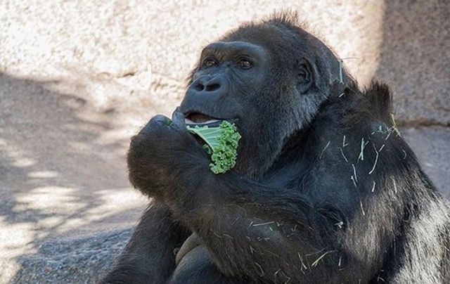 У зоопарку США померла одна з найстаріших горил - фото 1
