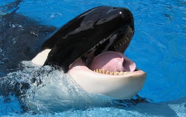 Косатку навчили повторювати слова за людиною: відеофакт