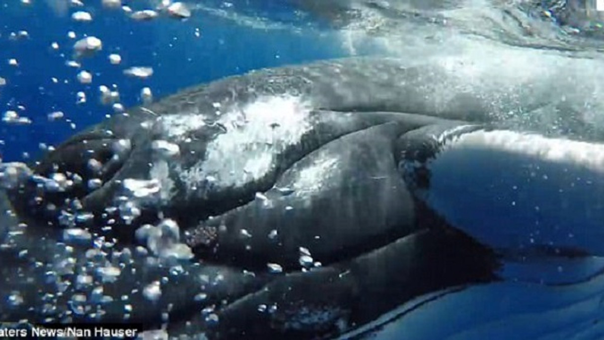 У Тихому океані горбатий кит врятував дайвера від акули - фото 1