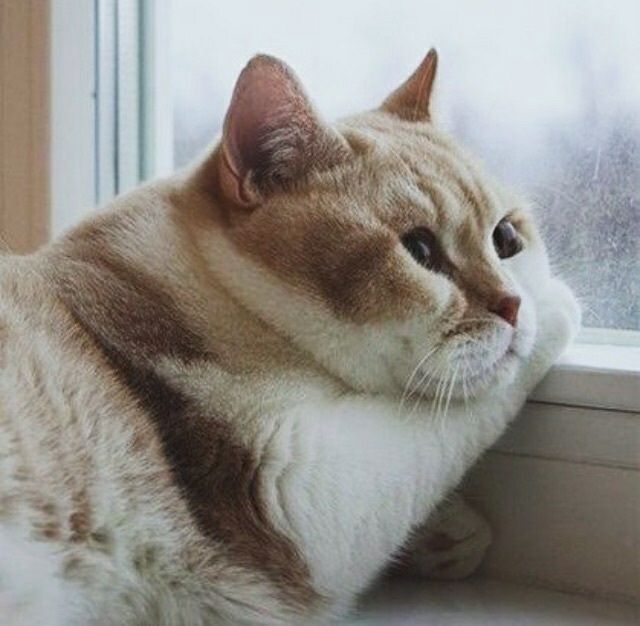 Коти, які відходять від свят - фото 1