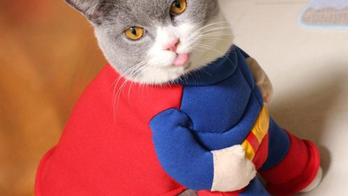 Коти-супергерої, які оберігають ваш спокій - фото 1