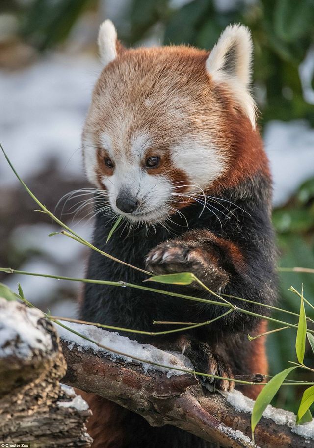 Честерський зоопарк показав фото малюків, народжених у 2017 році - фото 218413