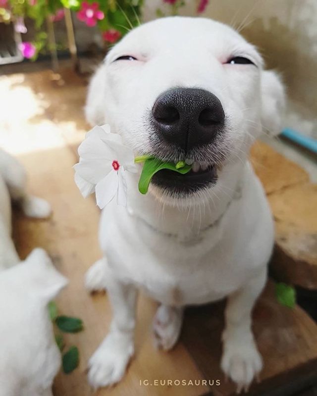 Нова собака-улибака стала зіркою мережі- фото 224091