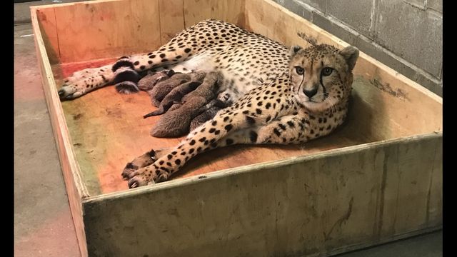 Мати і дитинчата почувають себе добре - фото 1