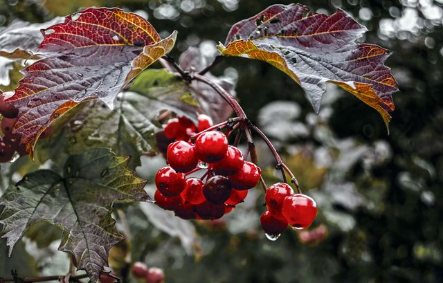 Калина - фото 224415