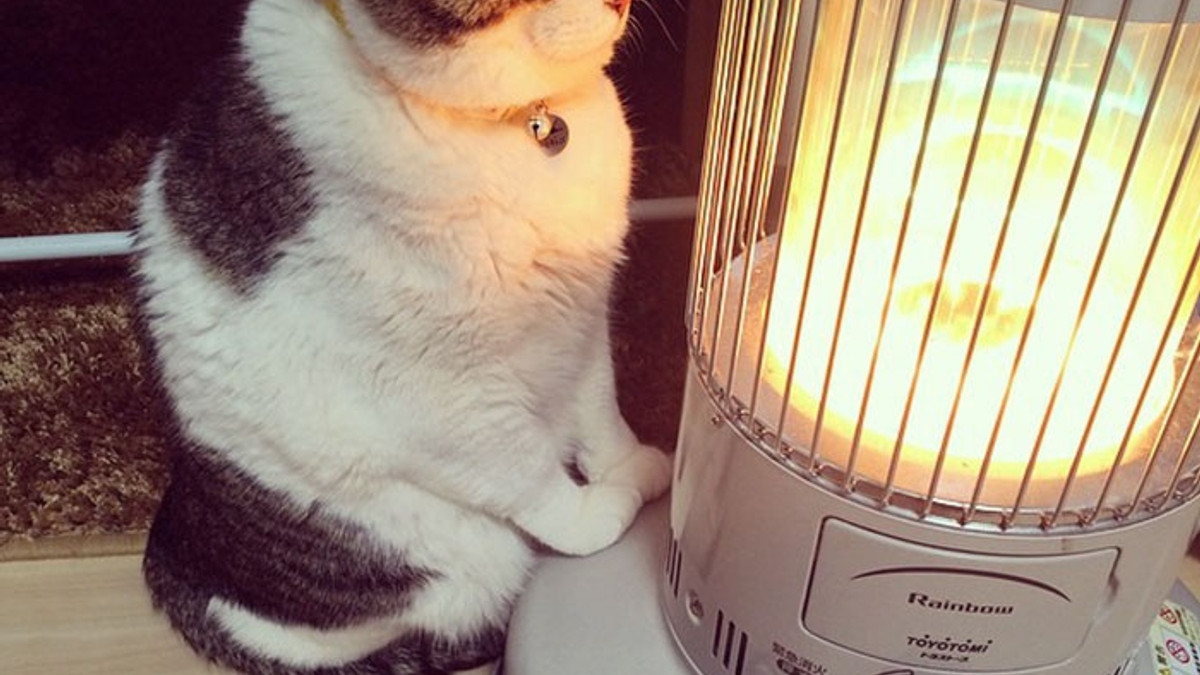 Кіт з Японії показав, як виглядає справжня любов взимку - фото 1