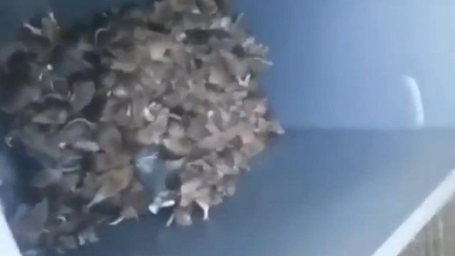 Париж наповнили щури: фотофакт- фото 223571