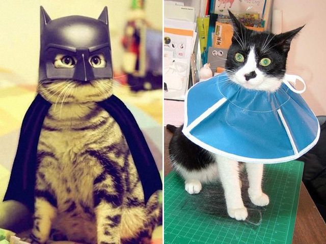 zefirka - фото 219422