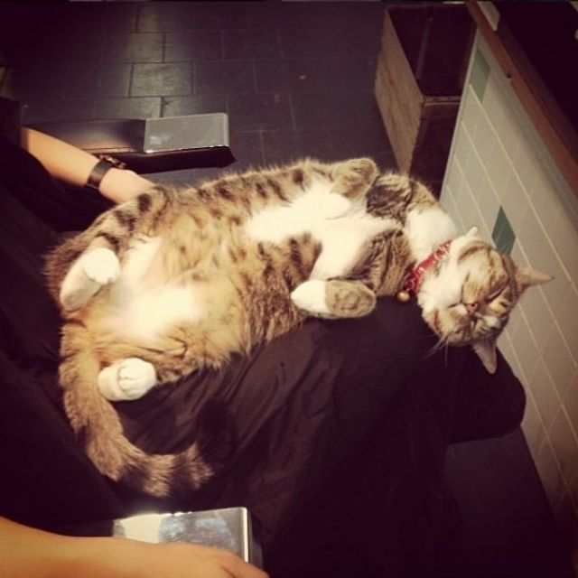 Мережу підкорив пухнастий працівник перукарні- фото 223579