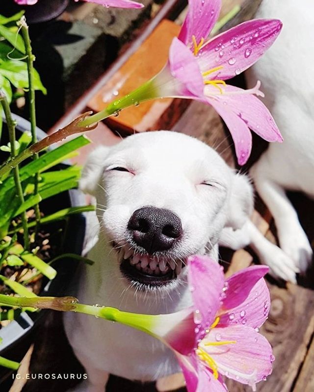 Нова собака-улибака стала зіркою мережі- фото 224096