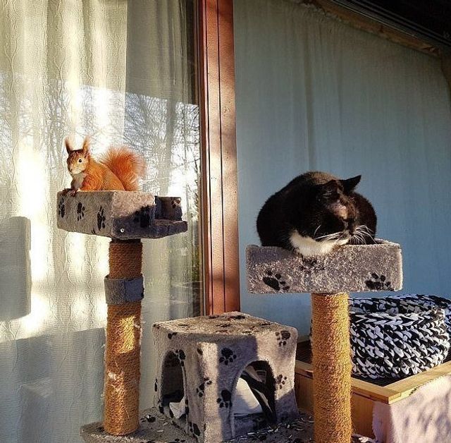 instagram.com/tintin_the_squirrel - фото 222282