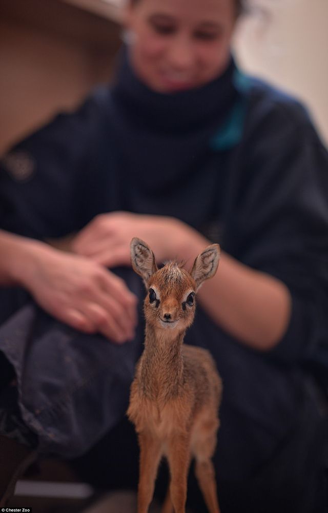Честерський зоопарк показав фото малюків, народжених у 2017 році - фото 218412