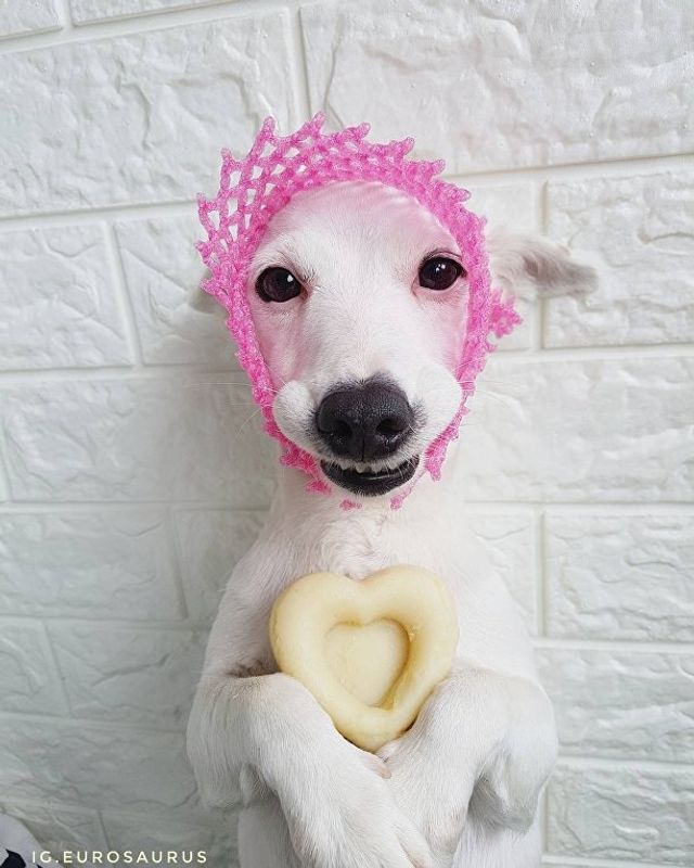 Нова собака-улибака стала зіркою мережі- фото 224097