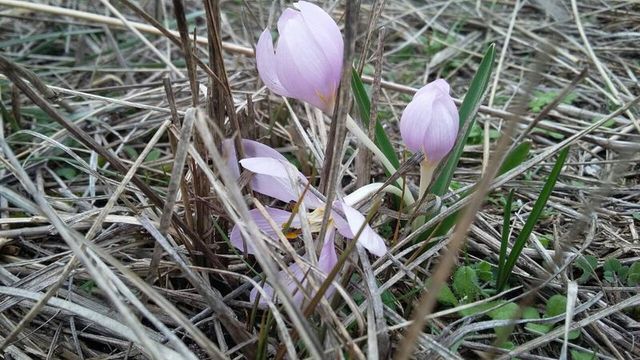 На Херсонщині зацвіли рослини з Червоної Книги- фото 227301